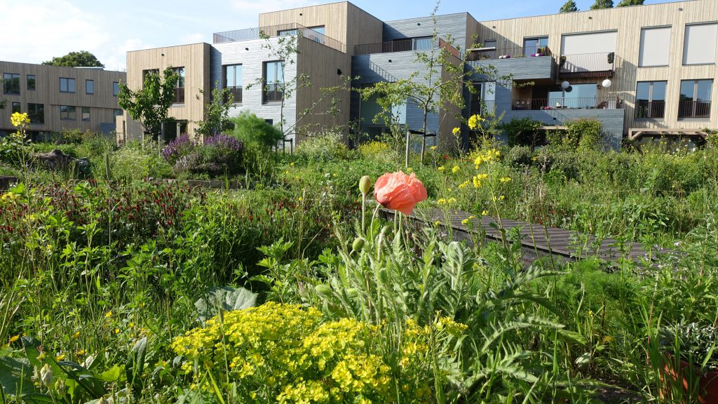 Permacultuur tuin Groene Mient